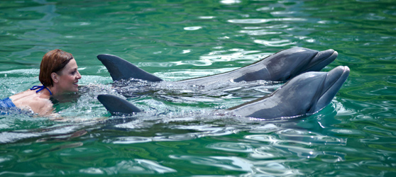 Visit to the Dolphinarium in Varadero